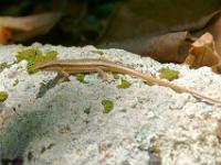Seychellen Skink - La Digue